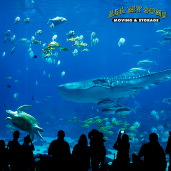 sea turtle, whale shark, and a variety of fish in 6.3 million gallon tank at georgia aquarium