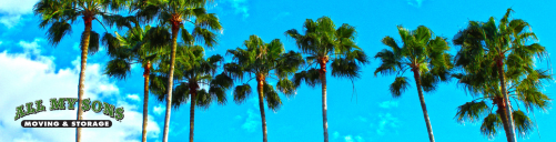 tall green palm trees against a bright blue sky in florida