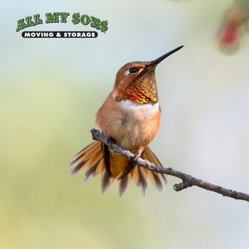 adult male rufous hummingbird