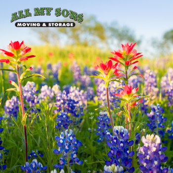 field of flowers in pflugerville, texas