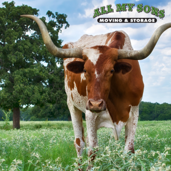 a bull in a green grassy pasture in texas