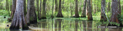 lush green swamp with trees during day near st rose, louisiana