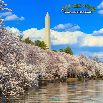 washington monument surrounded by cherry blossoms during spring time